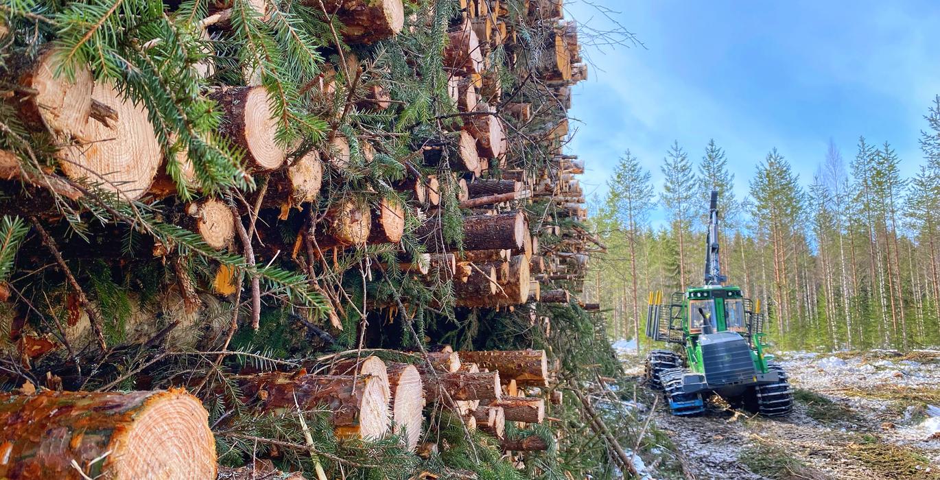 Pinottuja tukkeja ja mets&auml;kone valmiina puunkorjuuseen havumets&auml;maisemassa.