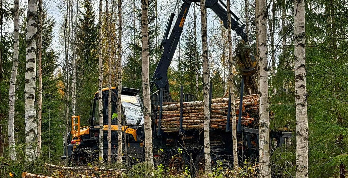 Mets&auml;kone lastaamassa kuormatilaan puita koivikkoensiharvennuksella.