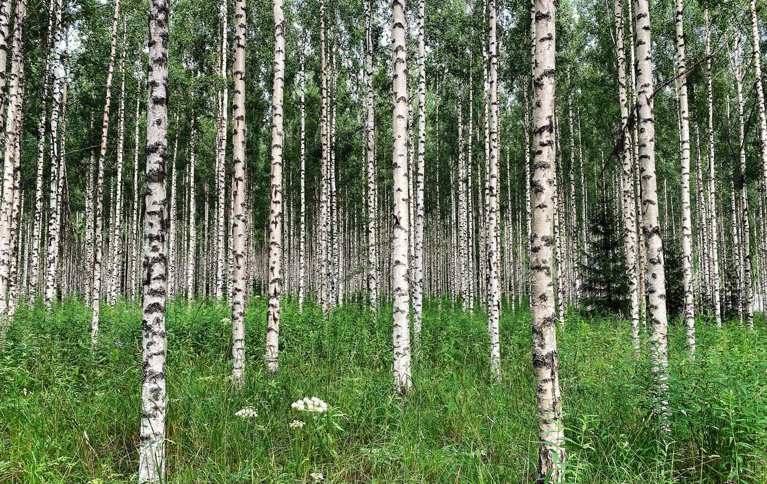 Suora koivikkoj&auml;rjestys, harvennettu ja siistiksi hoidettu mets&auml;alue.