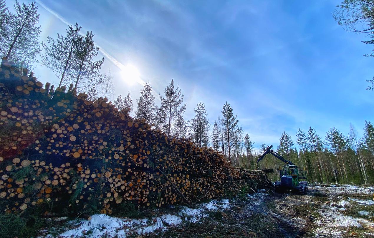 Puutavaraa pinottuna metsäautotien varrella talvisessa metsämaisemassa.