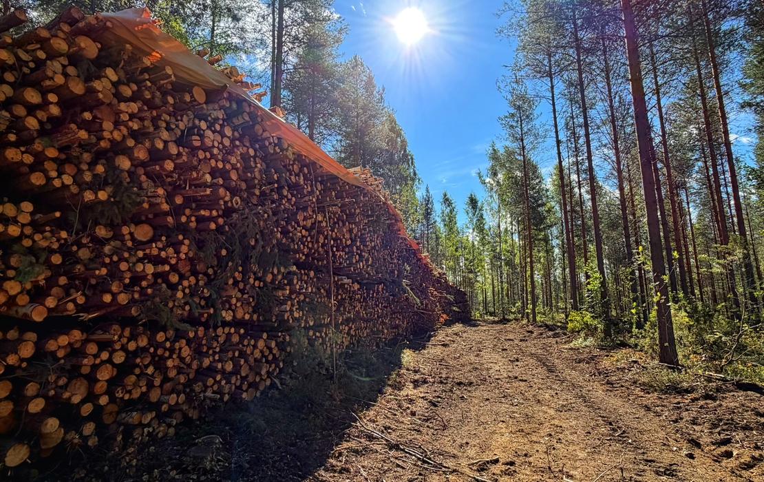 Pitk&auml; pino energiapuuta, karsittua rankaa kes&auml;isess&auml; m&auml;ntymets&auml;ss&auml;.