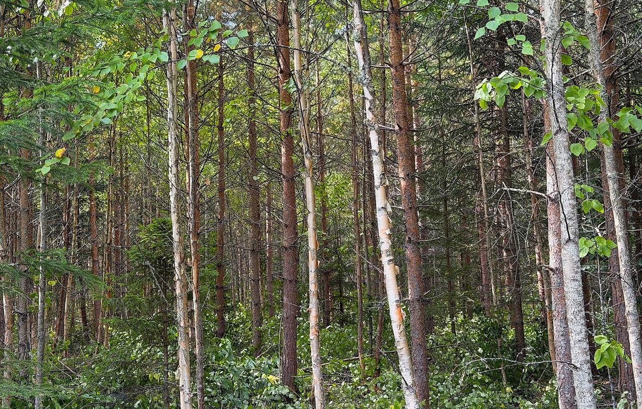 Raivaus helpottaa koneellista korjuuta