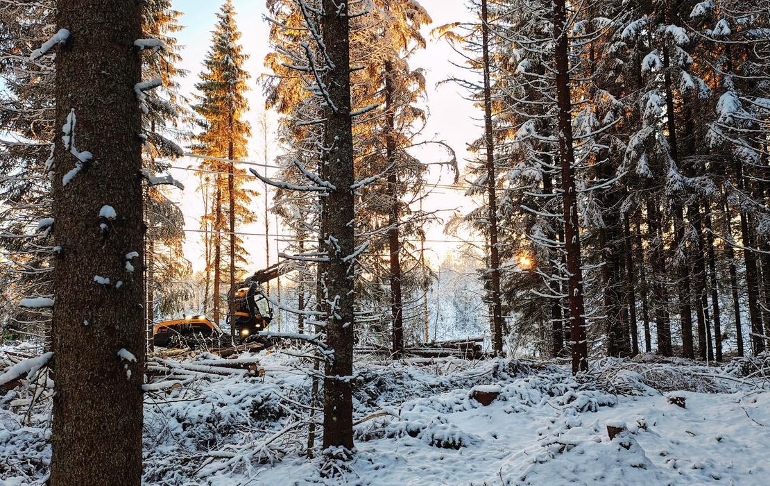 Mets&auml;kone ty&ouml;skentelem&auml;ss&auml; harvennushakkuussa talvisessa mets&auml;ss&auml; auringon noustessa.