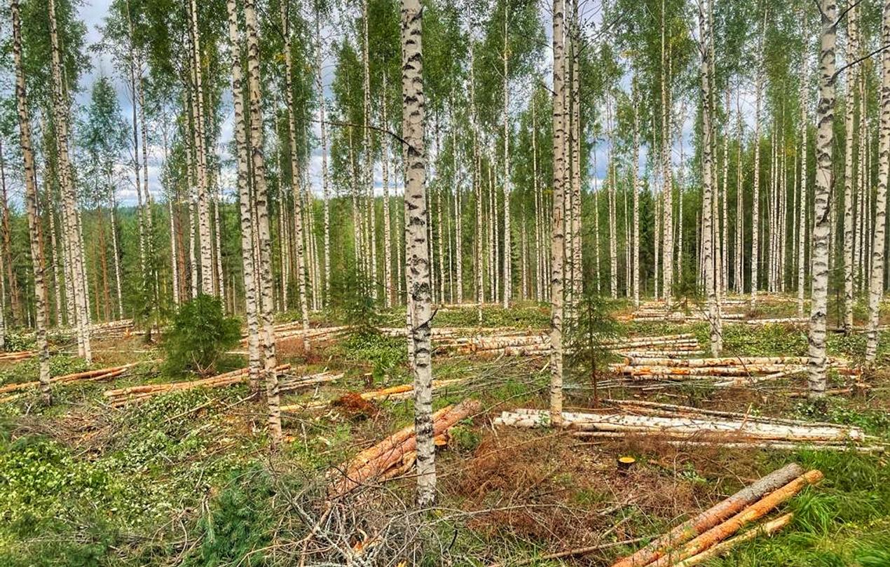 Harvennushakkuussa k&auml;sitelty mets&auml;alue, jossa kaadetut rungot ovat siististi pinottuina ja kasvamaan j&auml;tetyt puut j&auml;&auml;neet pystyyn
