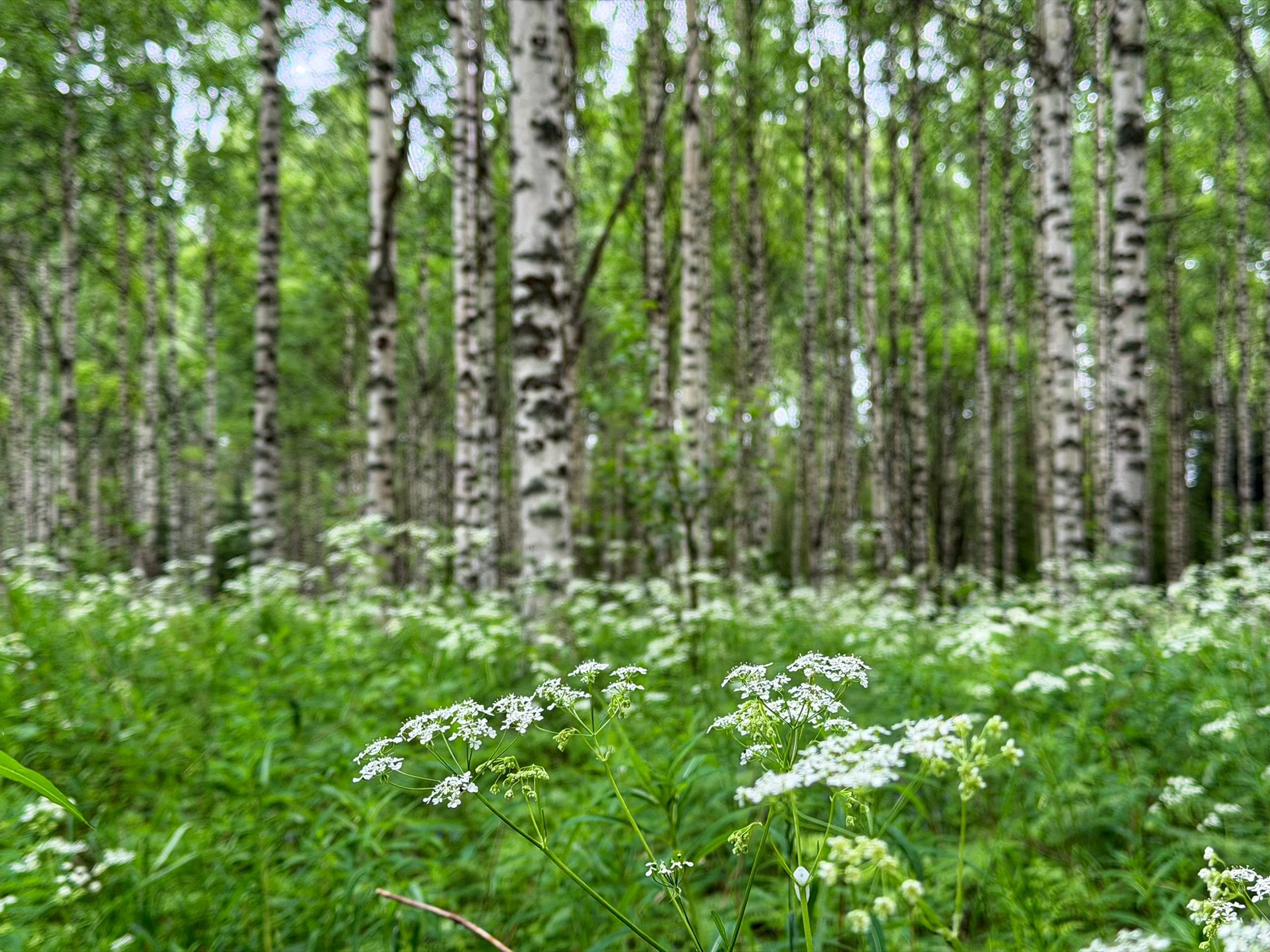 Kes&auml;inen koivikkomaisema ja luonnon kasveja