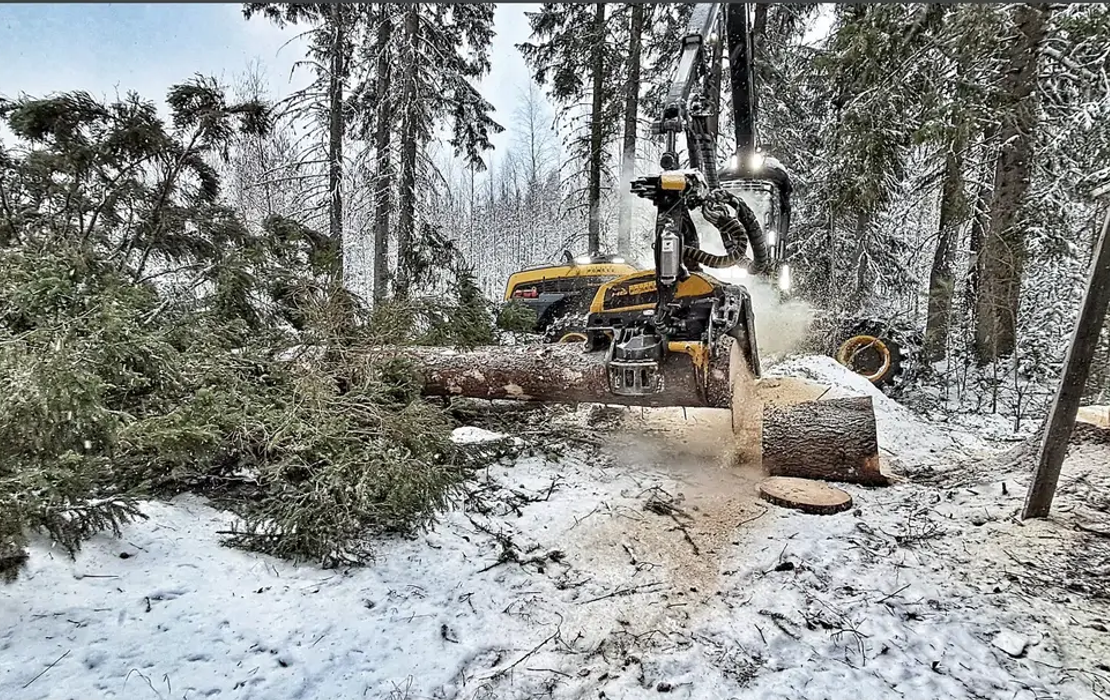 Harvesteri kaatamassa ja katkomassa puita lumipeitteisess&auml; mets&auml;ss&auml;.