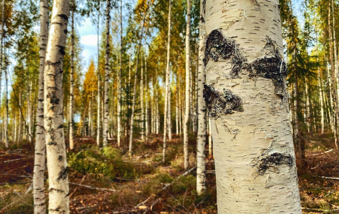 L&auml;hikuva j&auml;re&auml;st&auml; koivun rungosta mets&auml;taustan edess&auml;.