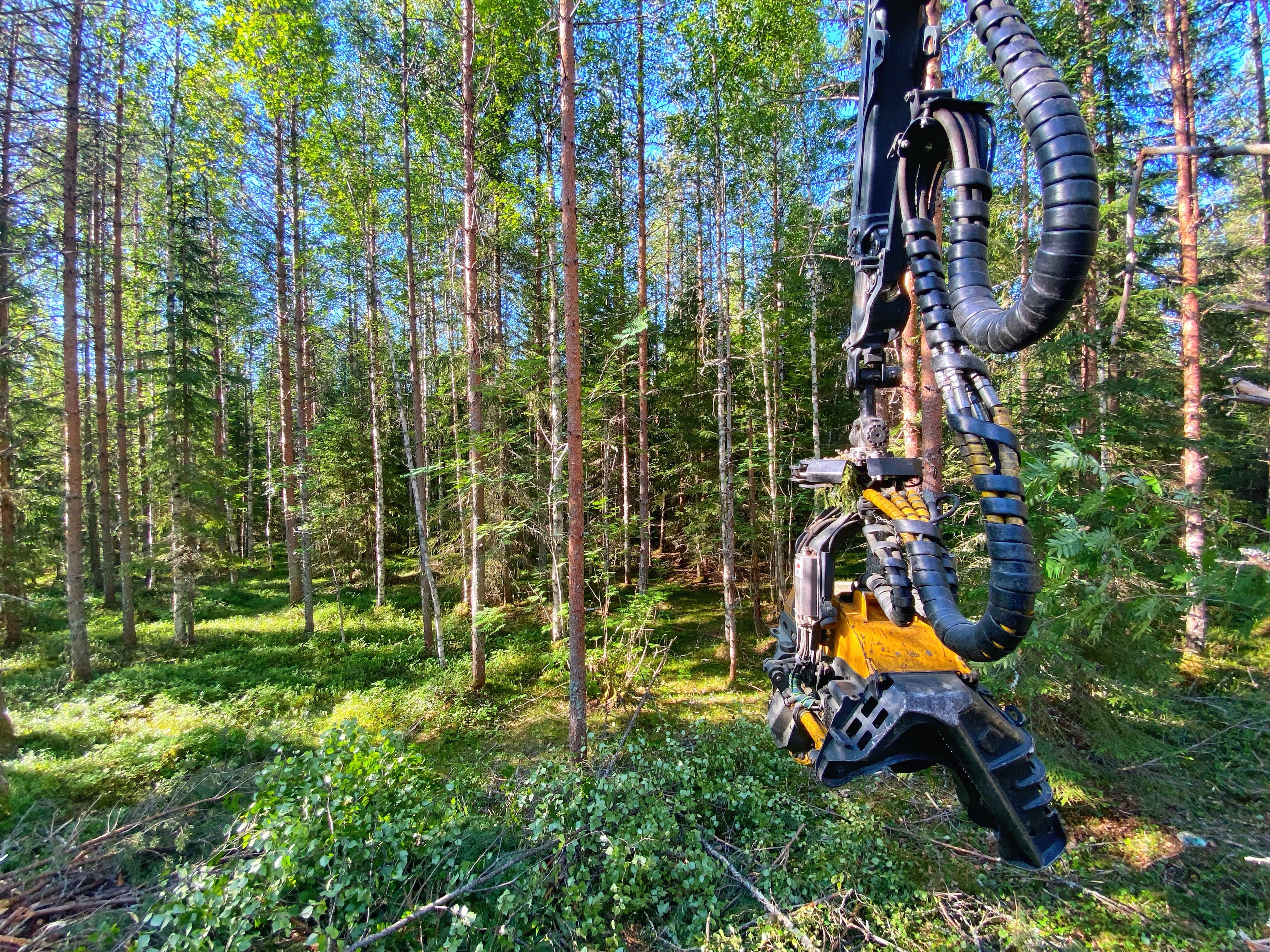 Mets&auml;koneen koura m&auml;ntymaisemassa