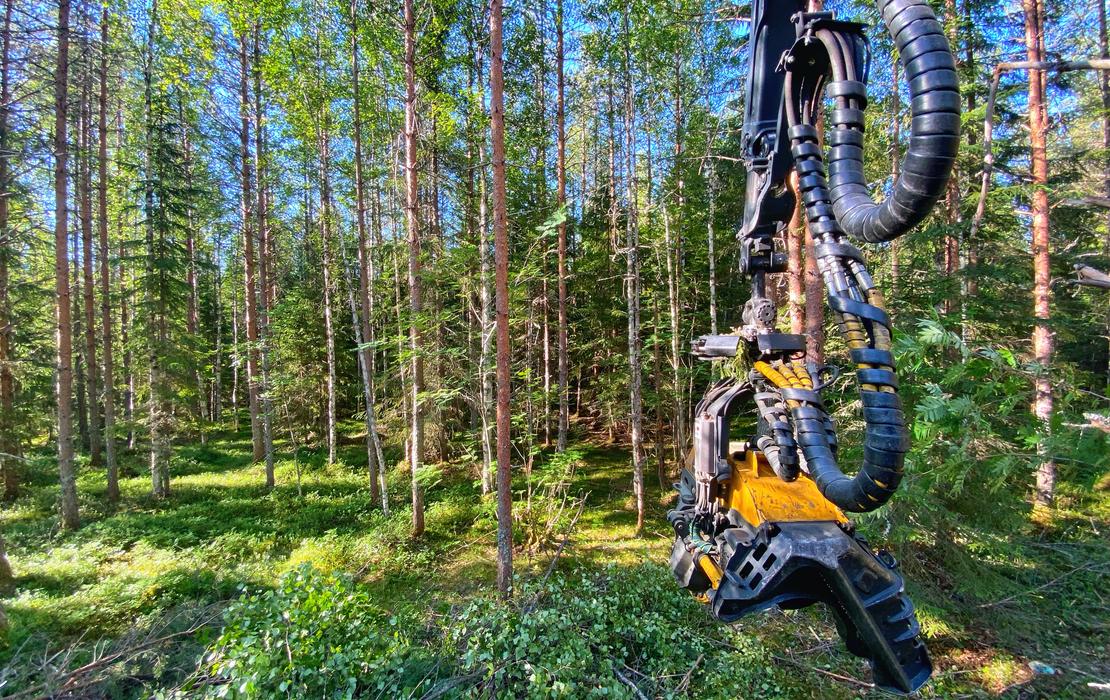 Harvesterip&auml;&auml; valmiina puun kaatoon kes&auml;isess&auml; mets&auml;ymp&auml;rist&ouml;ss&auml;.