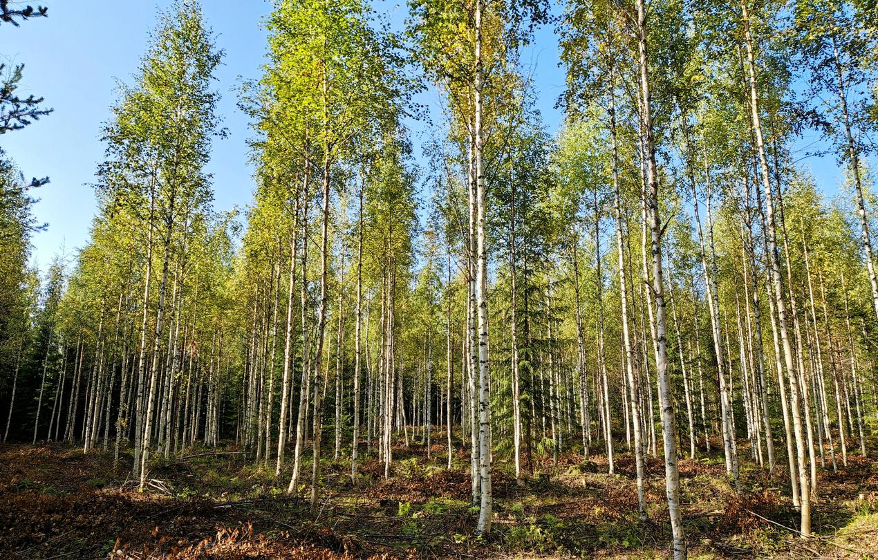 Raivaus helpottaa koneellista korjuuta