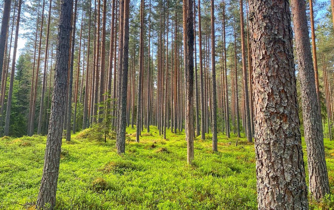 Kes&auml;inen m&auml;ntymets&auml;, jossa n&auml;kyy raivausj&auml;lki&auml; aluskasvillisuudessa.