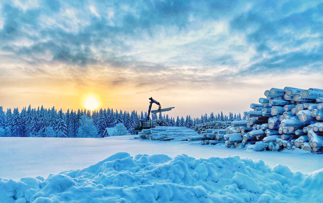Luminen metsä ja ilta-auringonvalo, taustalla puutavaran hakkuutyö käynnissä.